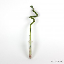 Lucky bambous spirale - H30 CM