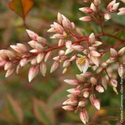 Nandina domestica "Firepower" - 5L