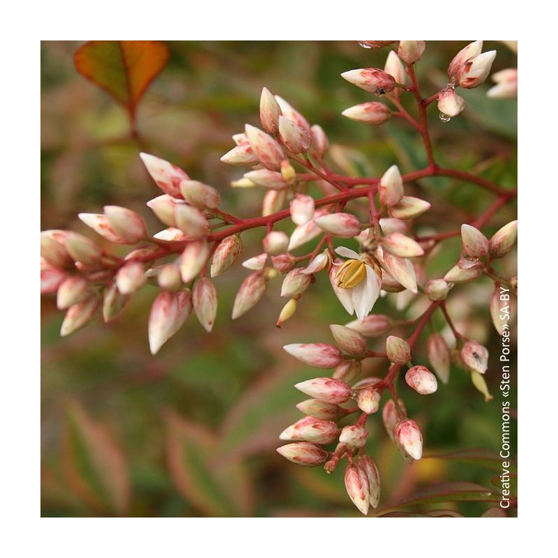 Nandina domestica "Firepower" - 5L