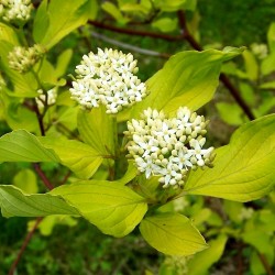 Cornus alba "Sibirica" - 19L - 60/80cm