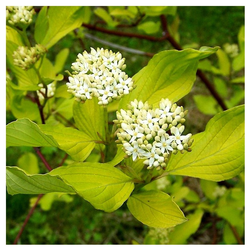 Cornus alba "Sibirica" - 19L - 60/80cm