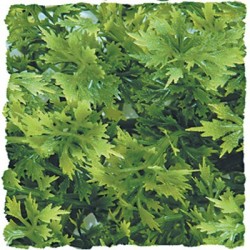 Plante Australian - 46 cm
