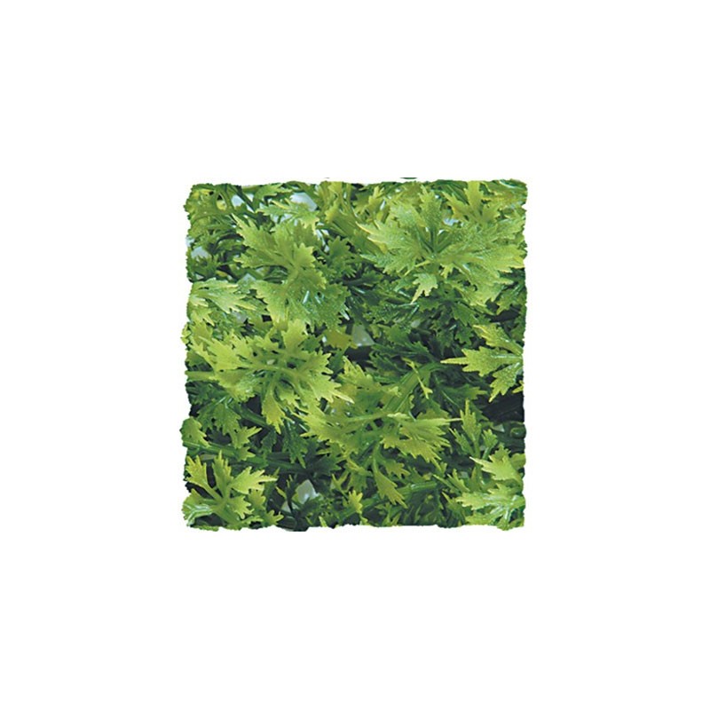 Plante Australian - 46 cm Plante Australian - 46 cm