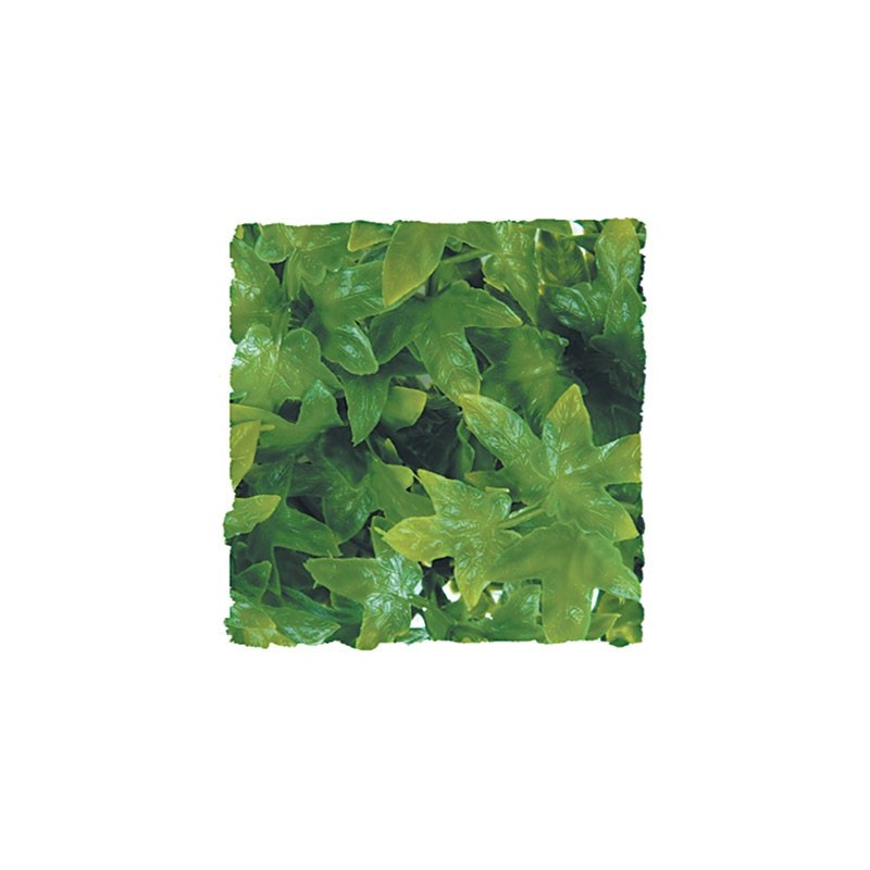 Plante Congo Ivy - 46 cm Plante Congo Ivy - 46 cm