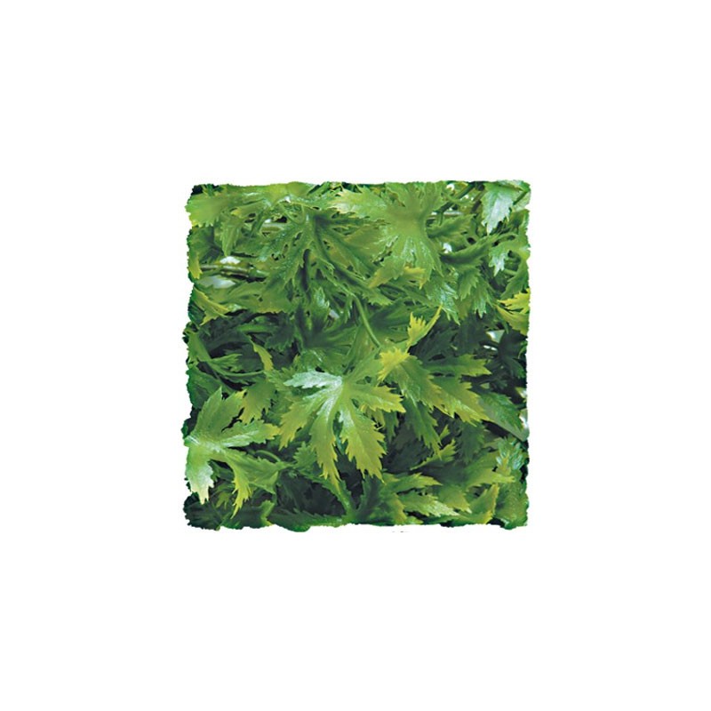 Plante cannabis - 46 cm