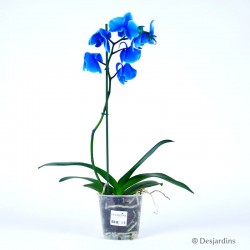 Phalaenopsis bleu - 1 hampe