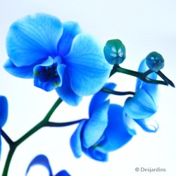 Phalaenopsis bleu - 1 hampe