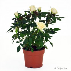 Rosier d'intérieur "parade" blanc - ø10,5 cm