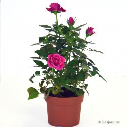 Rosier d'intérieur "Kerri" rouge - ø10,5 cm