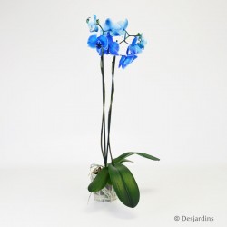 Phalaenopsis bleu - 2 hampes
