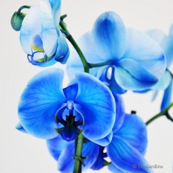 Phalaenopsis bleu - 2 hampes