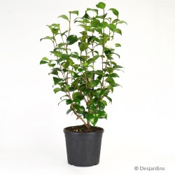 Camélia japonica "Nobilissima" 8L - hauteur 50cm