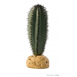 CATUS SAGUARO