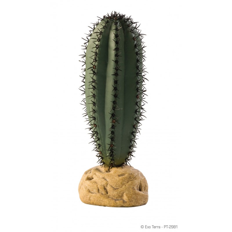 CATUS SAGUARO CATUS SAGUARO