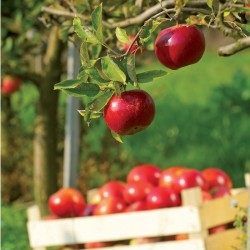 Pommier "Belle de Boskoop rouge" en fuseau - Prêt-à-planter