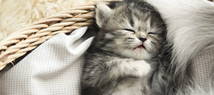 L'arrivée d'un chaton