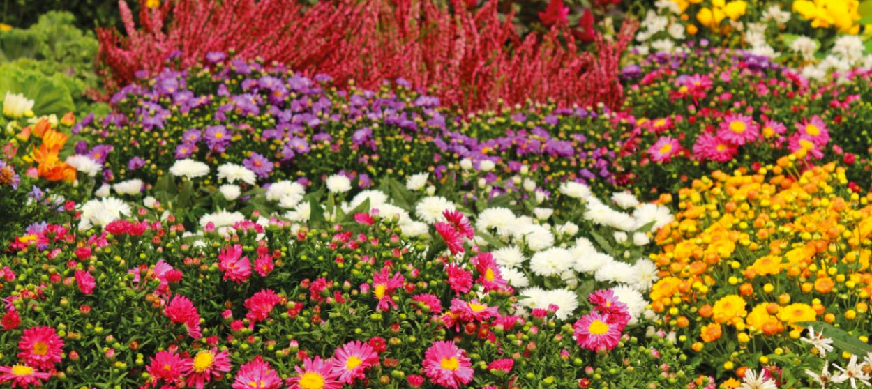 Les fleurs d'automne