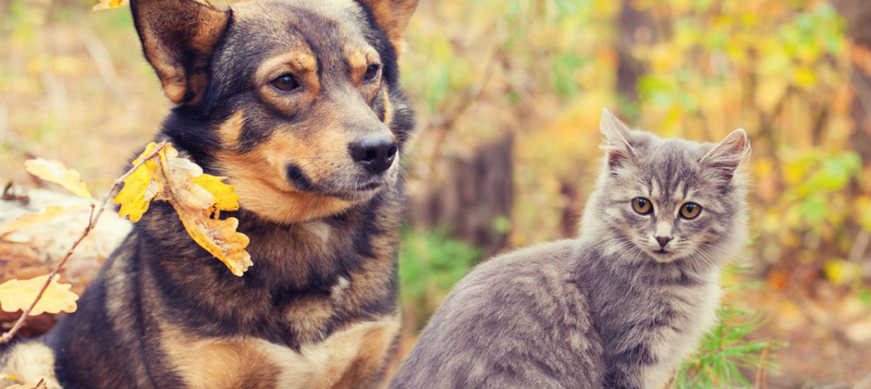 Prendre soin de son animal en automne
